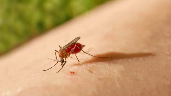 DENGUE