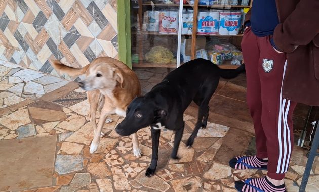 Los animales no solo lograron ahuyentar a los delincuentes, sino que los persiguieron por varias cuadras, lo que obligó a los sospechosos a escapar rápidamente del lugar sin concretar el robo del dinero. Foto: Gentileza.