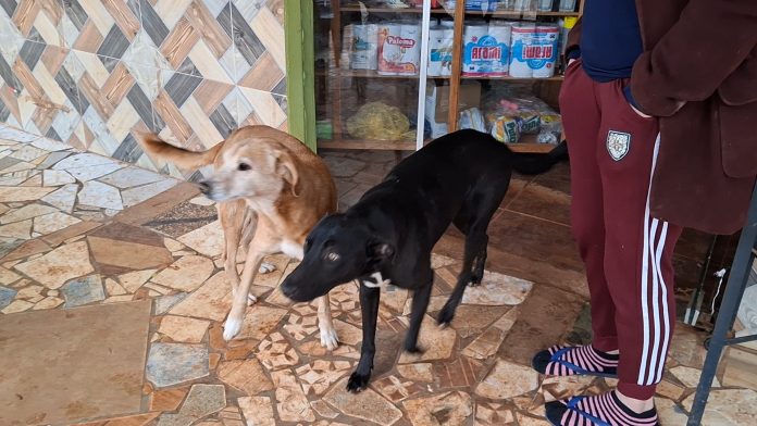 Los animales no solo lograron ahuyentar a los delincuentes, sino que los persiguieron por varias cuadras, lo que obligó a los sospechosos a escapar rápidamente del lugar sin concretar el robo del dinero. Foto: Gentileza.