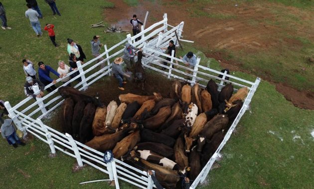 El proyecto busca brindar nuevas oportunidades económicas a las familias beneficiarias, apostando al potencial lechero de la raza entregada. Foto: Gobernación de Caazapá.