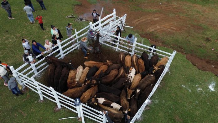 El proyecto busca brindar nuevas oportunidades económicas a las familias beneficiarias, apostando al potencial lechero de la raza entregada. Foto: Gobernación de Caazapá. El proyecto busca brindar nuevas oportunidades económicas a las familias beneficiarias, apostando al potencial lechero de la raza entregada. Foto: Gobernación de Caazapá.
