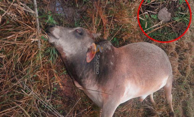 "Cuando un animal aparece así, se debería hacer una autopsia para descartar hipótesis", opinó uno de los lugareños, mientras en redes sociales continúan los debates entre explicaciones racionales y místicas. Foto: Redacción Suceso.