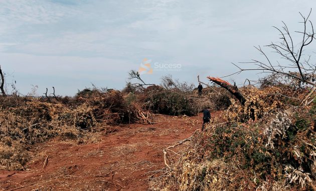 Las imágenes tomadas en el sitio muestran un claro daño ambiental, con numerosas especies de árboles nativos talados. Foto: Redacción Suceso.