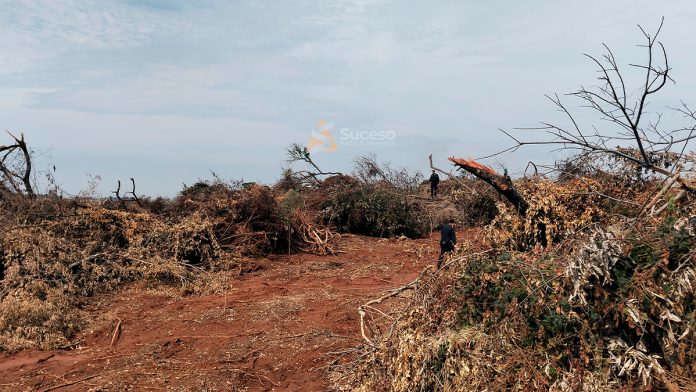Las imágenes tomadas en el sitio muestran un claro daño ambiental, con numerosas especies de árboles nativos talados. Foto: Redacción Suceso.
