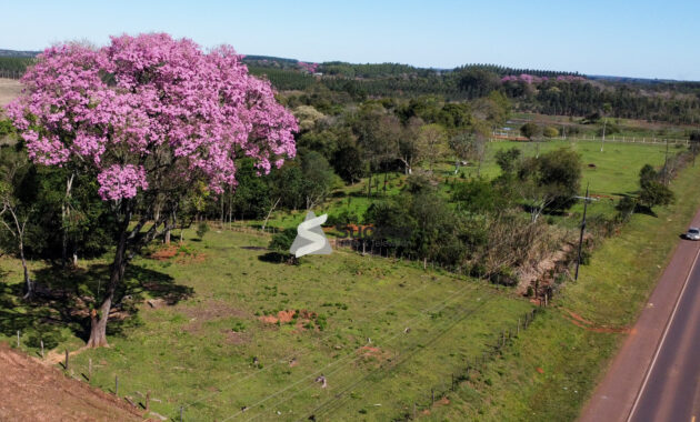 Las flores de los lapachos engalanan diferentes lugares del país. Foto: Redacción Suceso