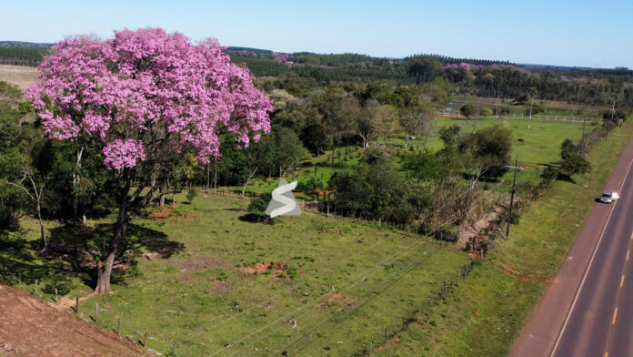 Las flores de los lapachos engalanan diferentes lugares del país. Foto: Redacción Suceso