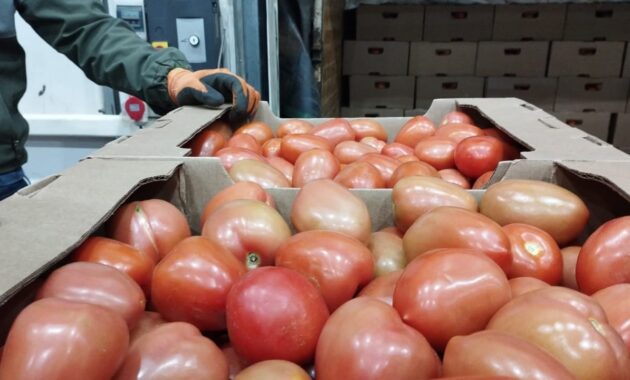 Tomateros. Hay abundante producción de tomates, pero en las góndolas siguen caros.