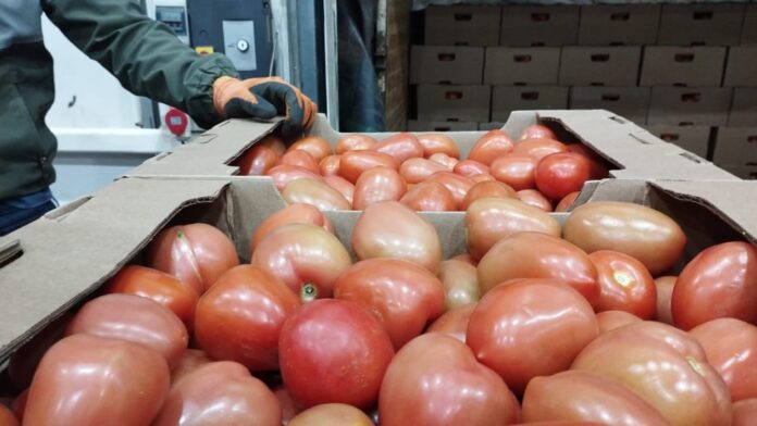 Tomateros. Hay abundante producción de tomates, pero en las góndolas siguen caros.