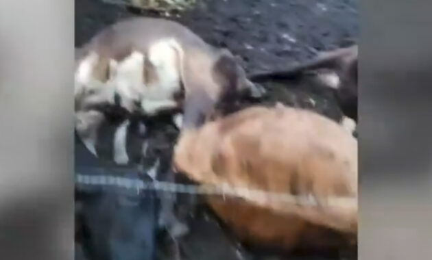El techo se registró en la noche de este domingo en Carapeguá. Foto: Captura de Video, Telefuturo