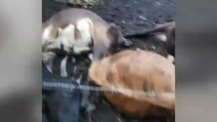 El techo se registró en la noche de este domingo en Carapeguá. Foto: Captura de Video, Telefuturo El techo se registró en la noche de este domingo en Carapeguá. Foto: Captura de Video, Telefuturo