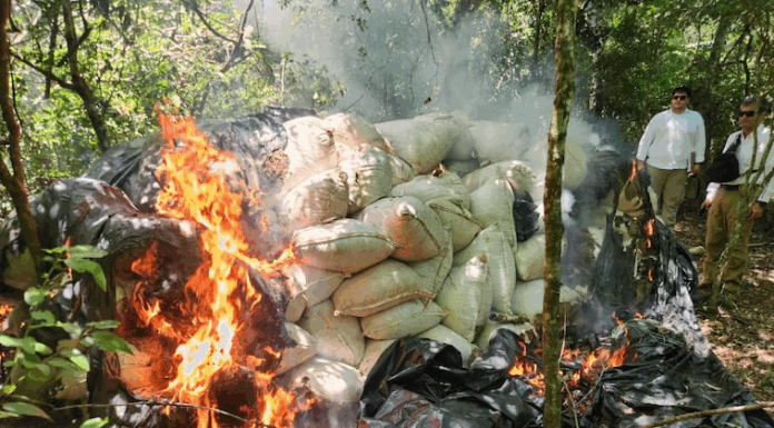Destrucción de la droga. Foto: Gentileza.