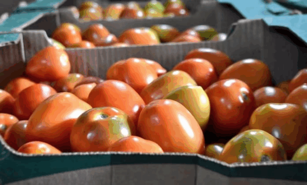 El tomate paraguayo cumple con los requisitos sanitarios. FOTO: GENTILEZA