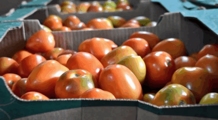 El tomate paraguayo cumple con los requisitos sanitarios. FOTO: GENTILEZA El tomate paraguayo cumple con los requisitos sanitarios. FOTO: GENTILEZA