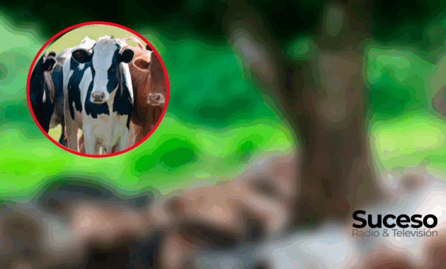 Un rayo cayó sobre un corral y mató a varias vacas en Guairá. Foto: Edición Suceso Multimedios
