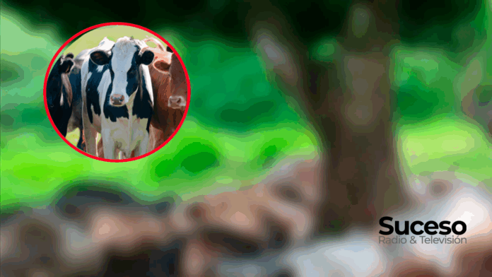 Un rayo cayó sobre un corral y mató a varias vacas en Guairá. Foto: Edición Suceso Multimedios Un rayo cayó sobre un corral y mató a varias vacas en Guairá. Foto: Edición Suceso Multimedios