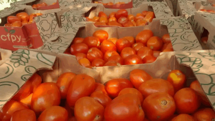 El precio del tomate está entre G. 22.000 y G. 28.000 el kilo en el Mercado de Abasto. Foto: Gentileza. El precio del tomate está entre G. 22.000 y G. 28.000 el kilo en el Mercado de Abasto. Foto: Gentileza.