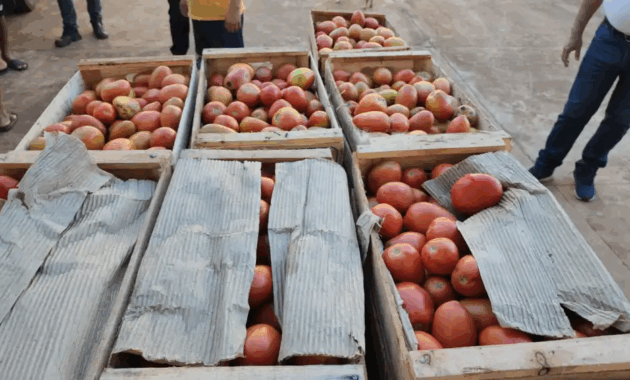 El Ministerio de Agricultura y Ganadería liberó la importación de tomates. Unas 40 cargas van a ingresar al país esta semana.Foto: Archivo ÚH.