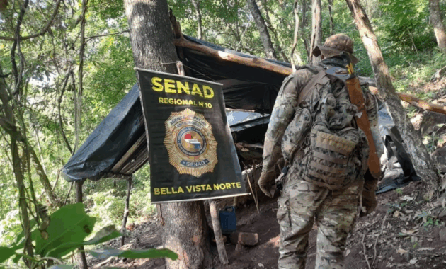 Durante la intervención se detectó un campamento narco y aproximadamente cinco hectáreas de plantaciones ilícitas.Foto: Senad.