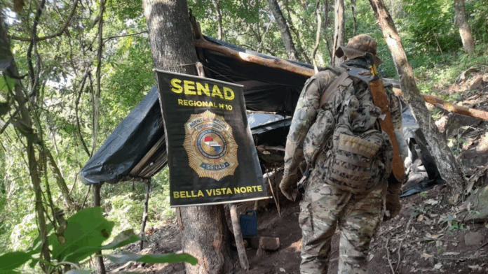 Durante la intervención se detectó un campamento narco y aproximadamente cinco hectáreas de plantaciones ilícitas.Foto: Senad. Durante la intervención se detectó un campamento narco y aproximadamente cinco hectáreas de plantaciones ilícitas.Foto: Senad.