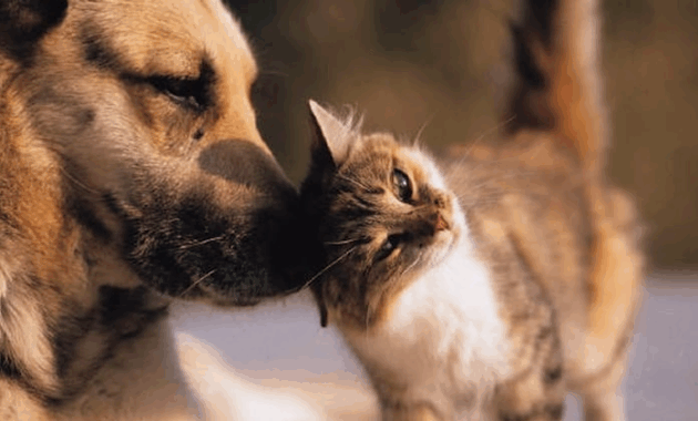 Un departamento municipal permitirá fortalecer la capacidad de respuesta ante denuncias de maltrato animal, sostienen. Foto: Ilustrativa.