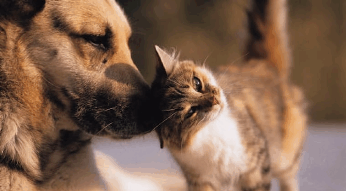 Un departamento municipal permitirá fortalecer la capacidad de respuesta ante denuncias de maltrato animal, sostienen. Foto: Ilustrativa.
