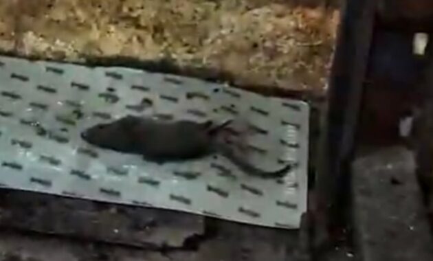 Una de las ratas halladas en el supermercado.