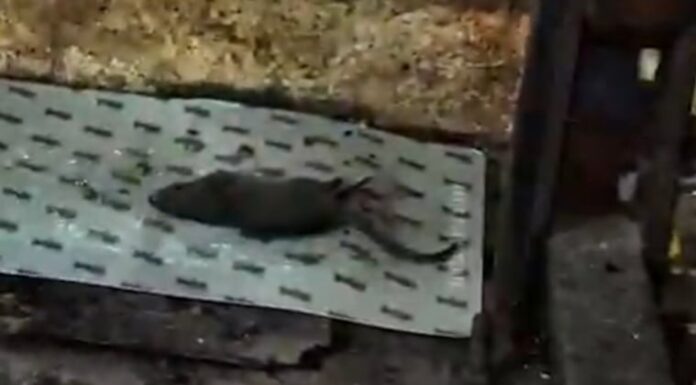 Una de las ratas halladas en el supermercado. Una de las ratas halladas en el supermercado.