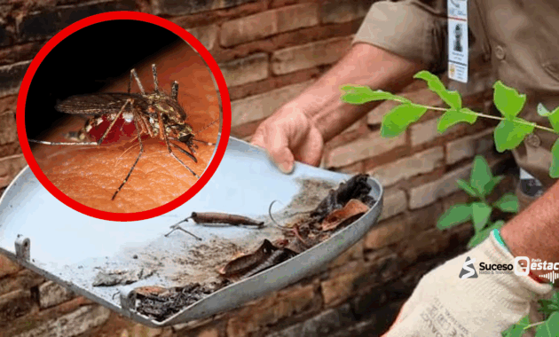 Desde el Ministerio de Salud se sigue pidiendo a las personas que eliminen los criaderos de mosquitos en sus casas. Foto: Ilustrativa