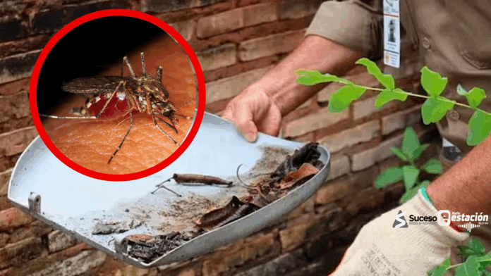Desde el Ministerio de Salud se sigue pidiendo a las personas que eliminen los criaderos de mosquitos en sus casas. Foto: Ilustrativa Desde el Ministerio de Salud se sigue pidiendo a las personas que eliminen los criaderos de mosquitos en sus casas. Foto: Ilustrativa