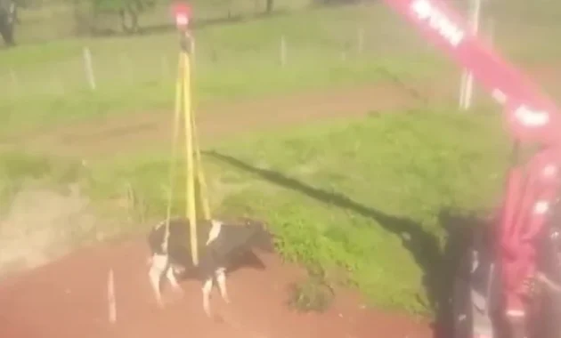 Luego de la operación de rescate, constataron que la vaquilla no sufrió ninguna lesión de consideración.Captura de pantalla.