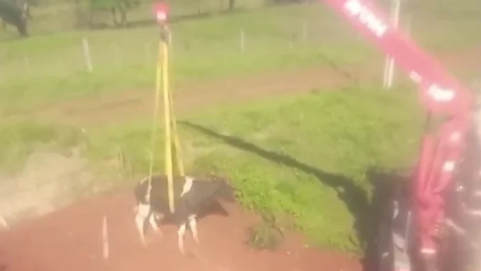 Luego de la operación de rescate, constataron que la vaquilla no sufrió ninguna lesión de consideración.Captura de pantalla.