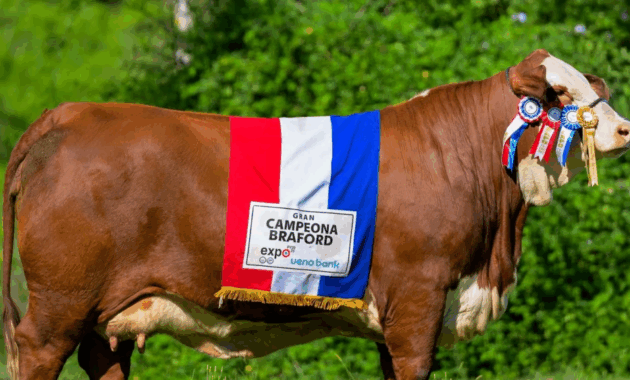 En el marco del Houston Livestock Show and Rodeo, uno de los eventos ganaderos más importantes a nivel internacional, una vaca paraguaya de la raza Braford se destacó.Foto: @AllianaPedro.