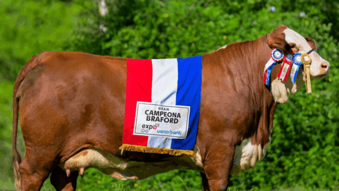 En el marco del Houston Livestock Show and Rodeo, uno de los eventos ganaderos más importantes a nivel internacional, una vaca paraguaya de la raza Braford se destacó.Foto: @AllianaPedro. En el marco del Houston Livestock Show and Rodeo, uno de los eventos ganaderos más importantes a nivel internacional, una vaca paraguaya de la raza Braford se destacó.Foto: @AllianaPedro.