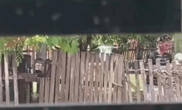 El joven fue captado por una vecina cuando supuesamente agredía a su abuela.Foto: Captura.