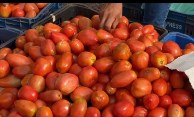 El precio del tomate podría alcanzar G. 25.000 el kilo.Foto: Justiniano Riveros.