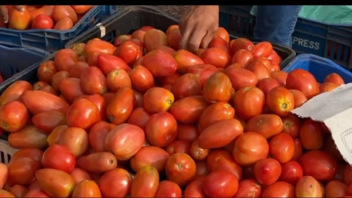 El precio del tomate podría alcanzar G. 25.000 el kilo.Foto: Justiniano Riveros. El precio del tomate podría alcanzar G. 25.000 el kilo.Foto: Justiniano Riveros.