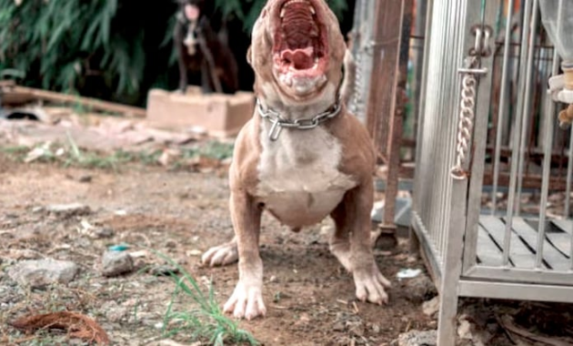 Impulsan normas para la tenencia responsable de perros de razas fuertes. Foto: ilustrativa.