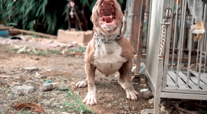 Impulsan normas para la tenencia responsable de perros de razas fuertes. Foto: ilustrativa.
