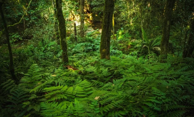 El Inventario Forestal Nacional (IFN) recopila, analiza y reporta información sobre los bosques paraguayos.Gentileza