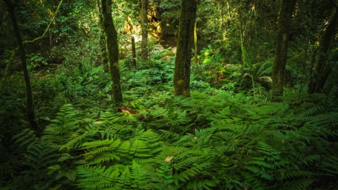 El Inventario Forestal Nacional (IFN) recopila, analiza y reporta información sobre los bosques paraguayos.Gentileza