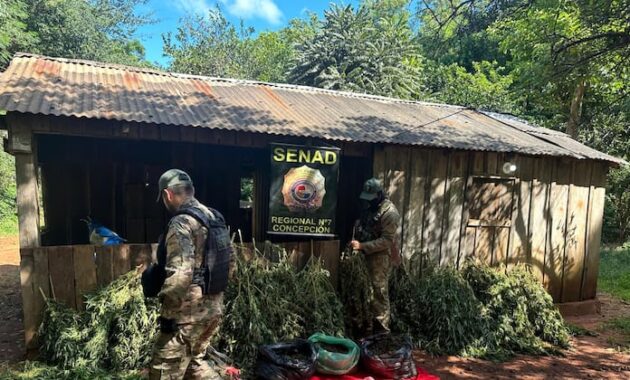 Sitio intervenido por los antidrogas. Foto: Senad.