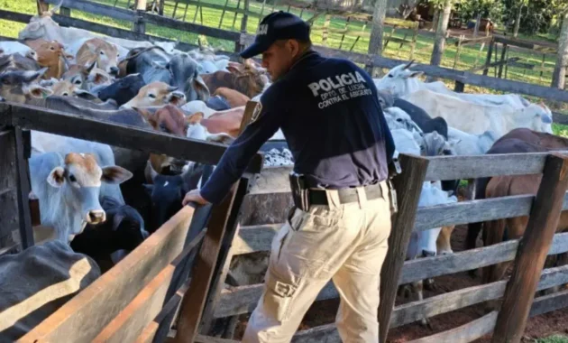 Cinco personas se encuentran imputadas por presunta estafa en venta de animales vacunos.Foto: Referencia.