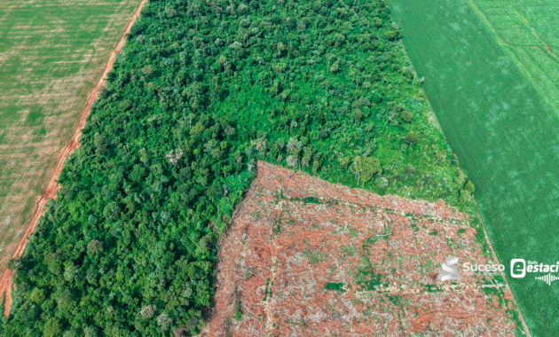 MADES interviene por desmonte en establecimiento agrícola de Caazapá