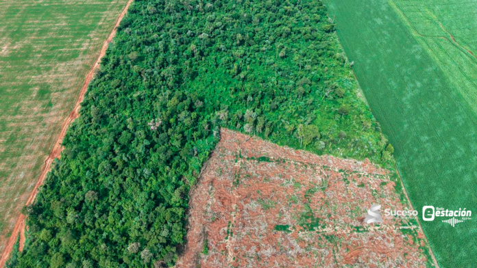 MADES interviene por desmonte en establecimiento agrícola de Caazapá MADES interviene por desmonte en establecimiento agrícola de Caazapá