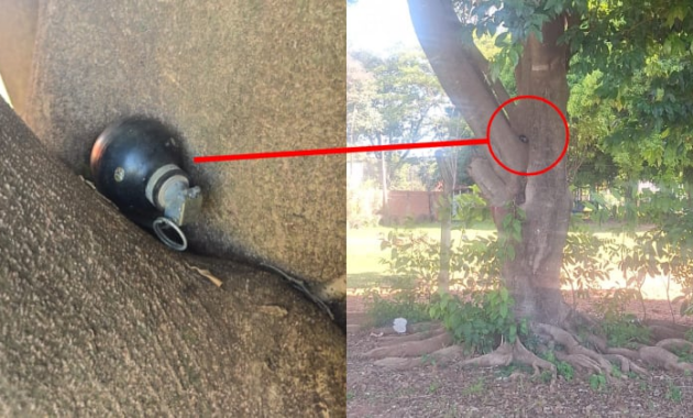 El objeto fue hallado en medio del tronco de un árbol. Foto: Gentileza.