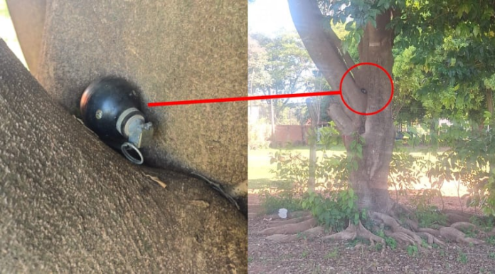 El objeto fue hallado en medio del tronco de un árbol. Foto: Gentileza.