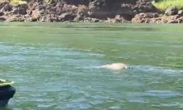 El cuerpo se encontraba flotando en aguas del río Paraná. Foto: captura de video.