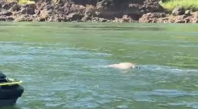 El cuerpo se encontraba flotando en aguas del río Paraná. Foto: captura de video.
