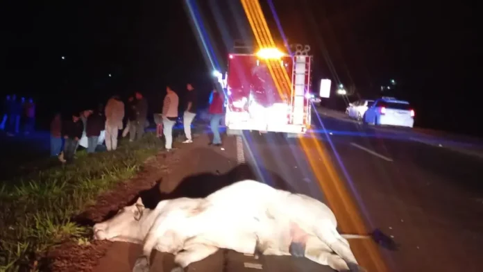 El joven terminó impactando violentamente contra un animal vacuno que se encontraba sobre la capa asfáltica.Foto: Gentileza