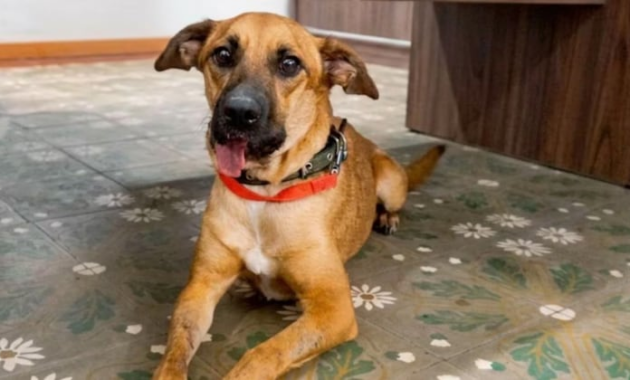 Canela fue sometida a varias cirugías para la colocación de una prótesis mandibular. Foto: Gentileza